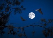 Noite de Halloween com uma Lua Azul: este ano traz-nos um fenómeno raro