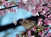 Saiba o que esta Primavera tem reservado para o seu signo!